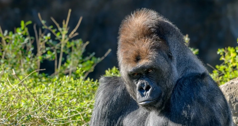 Video: Gorilla Mutter im Zoo von Baby bezaubert